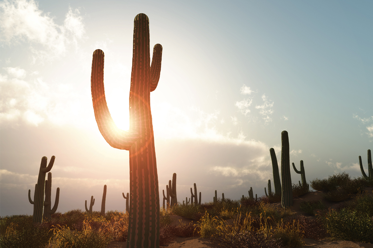 photo of cactus at sunrise