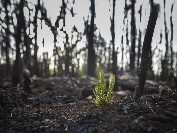 plant growth after forest fire