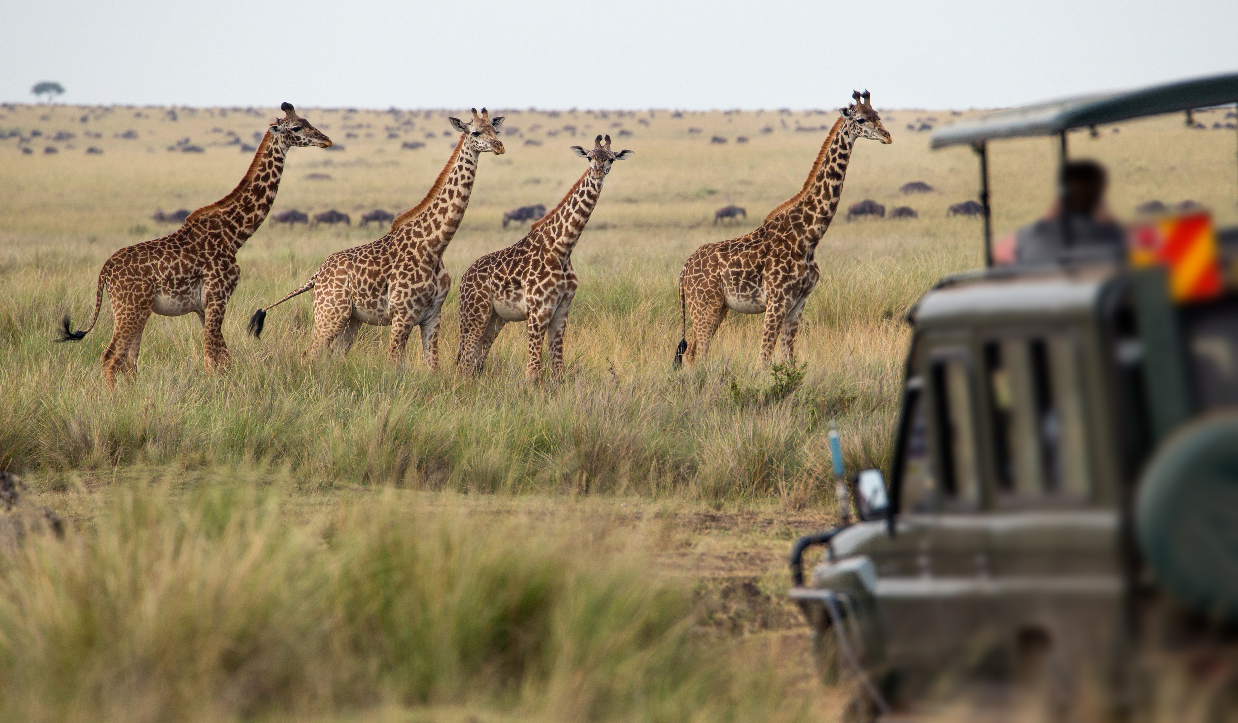 Giraffes standing on the African savannah