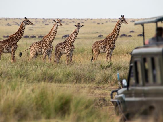 Giraffes standing on the African savannah