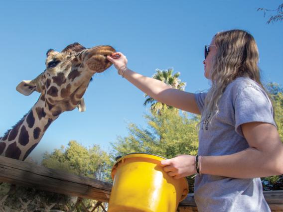 photo of woman feeding a giraffe